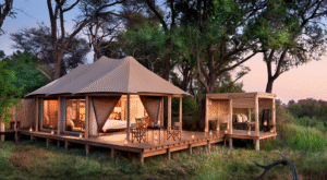 Ideally positioned to explore the magnificence of the Okavango Delta, Nxabega Okavango Tented Camp is located on an exclusive 25,000-hectare (61,775-acre) wildlife concession bordering the Moremi Game Reserve.