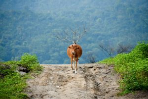 Satpura National Park – India